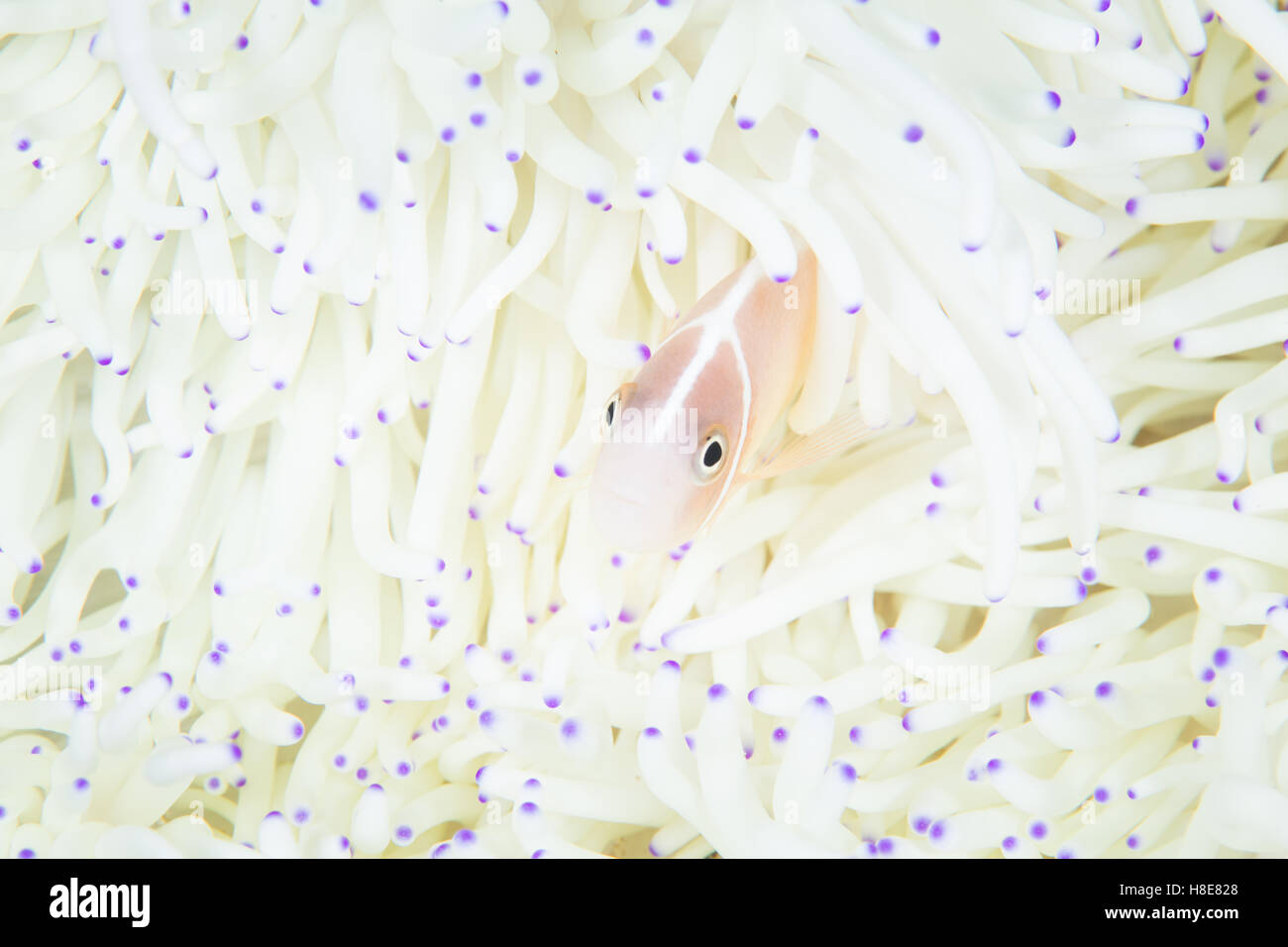 A Pink anemonefish (Amphiprion perideraion) swims among the bleached tentacles of its host anemone on a coral reef in Indonesia. Stock Photo