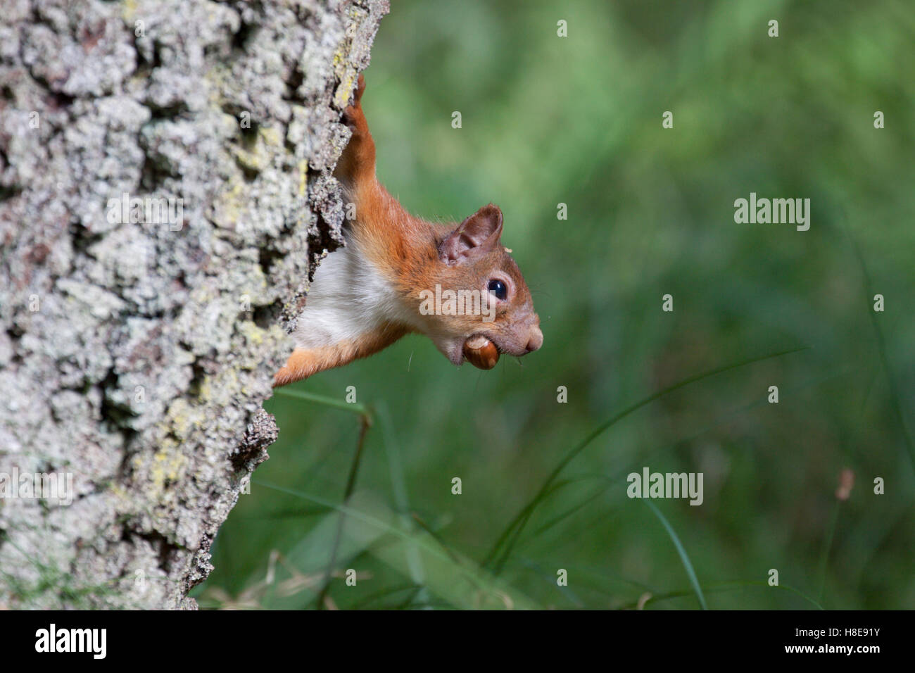 Red Squirrel (Sciurus vulgaris) with signs of squirrel leprosy, Highlands, Scotland, UK Stock Photo
