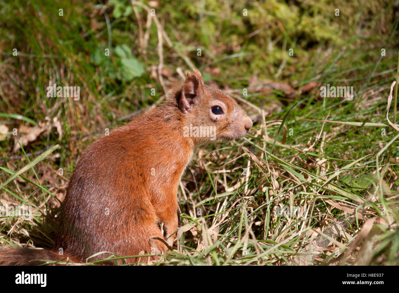 Red Squirrel Sciurus Vulgaris With Signs Of Squirrel Leprosy Highlands Scotland Uk Stock
