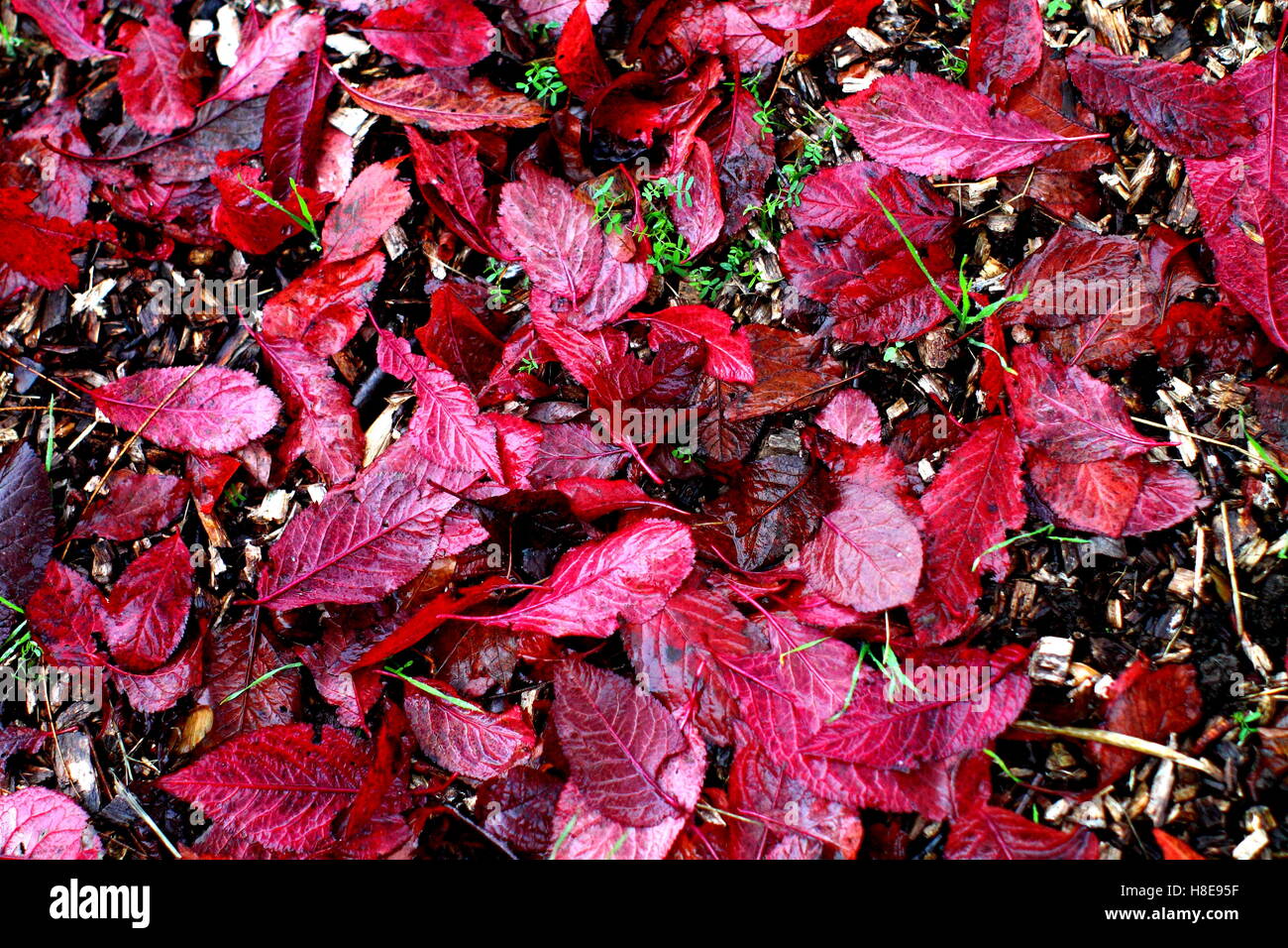 Fallen  wild blood plum carmine red leaves. Stock Photo