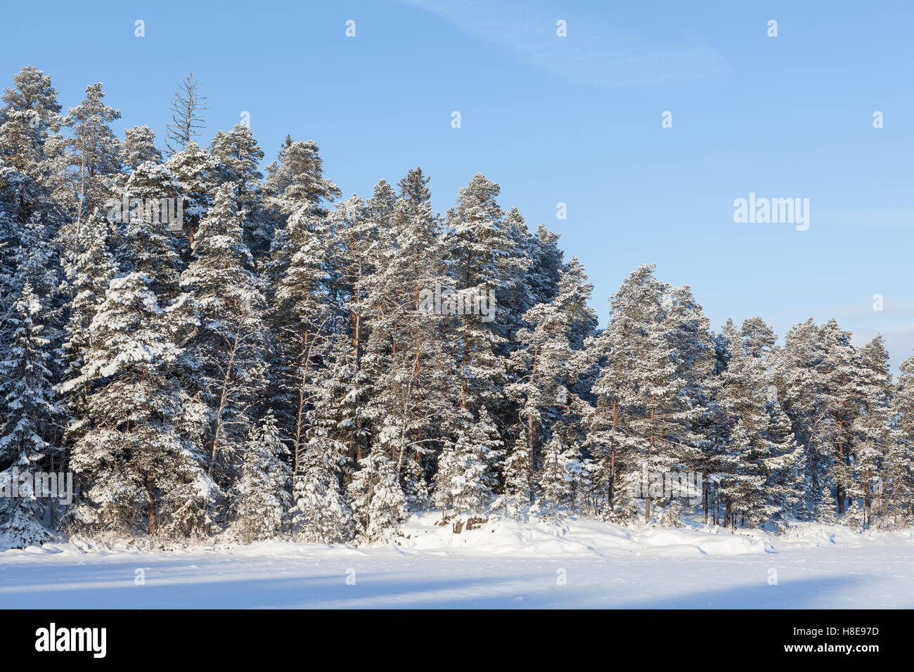 Frozen lake and snow covered forest Stock Photo - Alamy