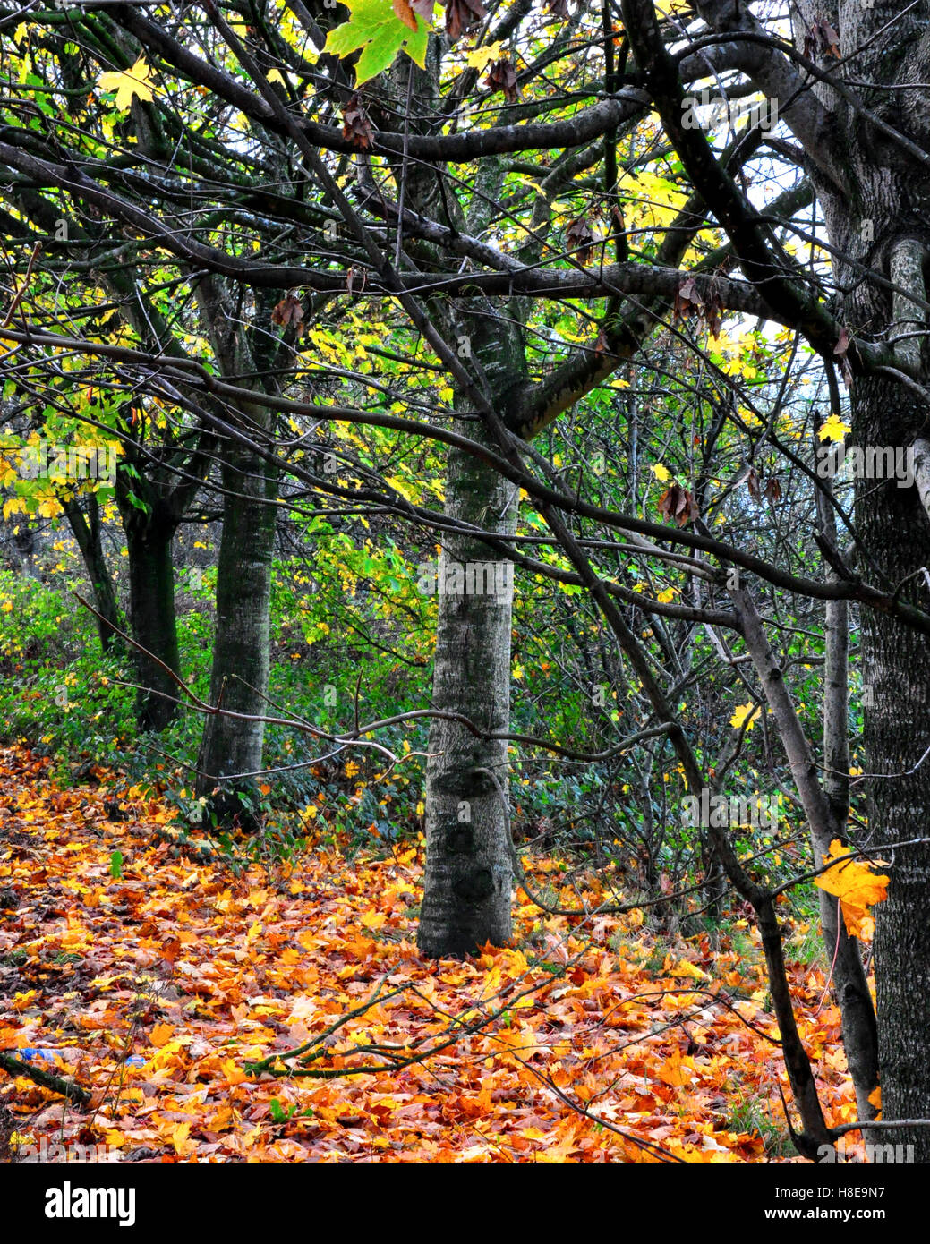 Trees in autumn with leaves on the ground. Stock Photo