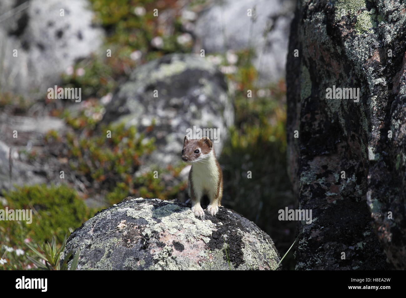 Adorable stoat or short-tailed weasel standing on a rock while hunting Stock Photo