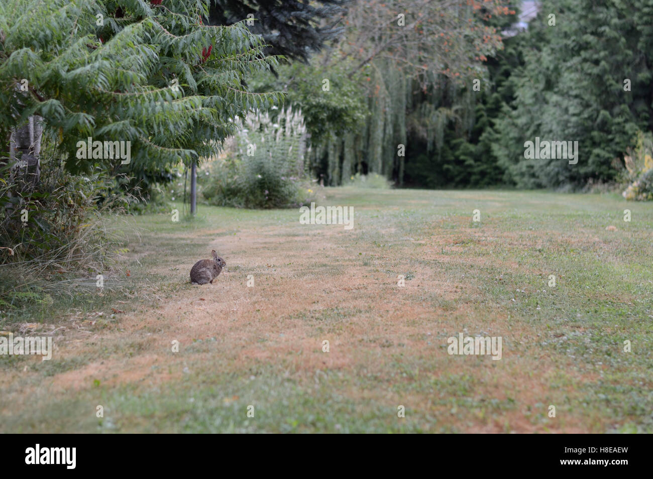 Rabbit in the Yard Stock Photo Alamy
