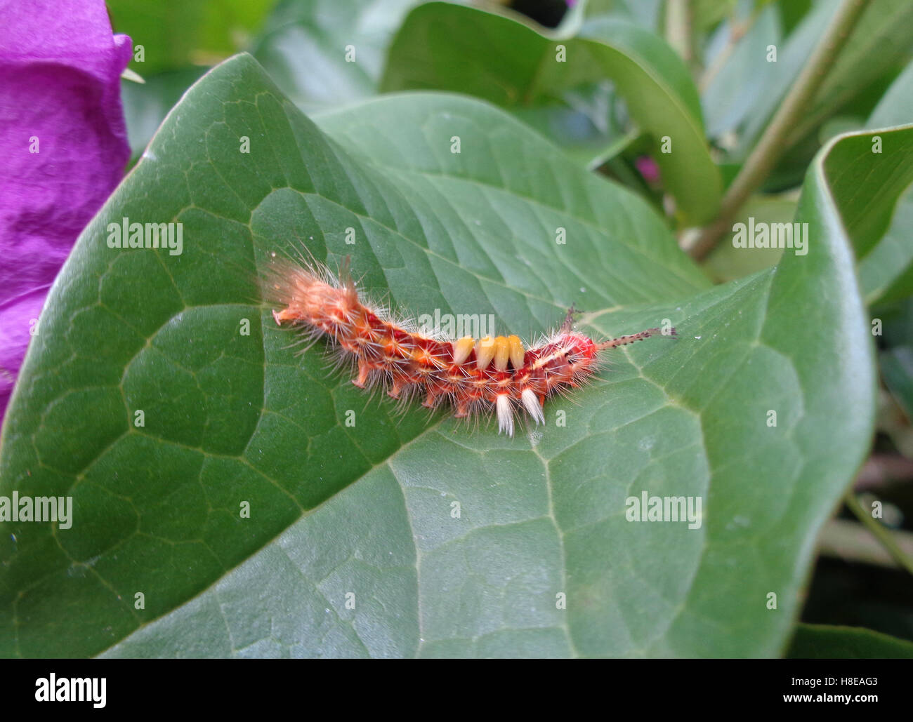 Caterpillar walking hires stock photography and images Alamy