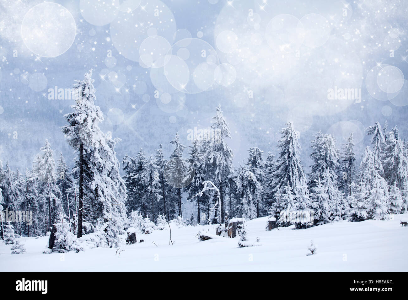 Snow covered pine forest in the mountains Stock Photo - Alamy