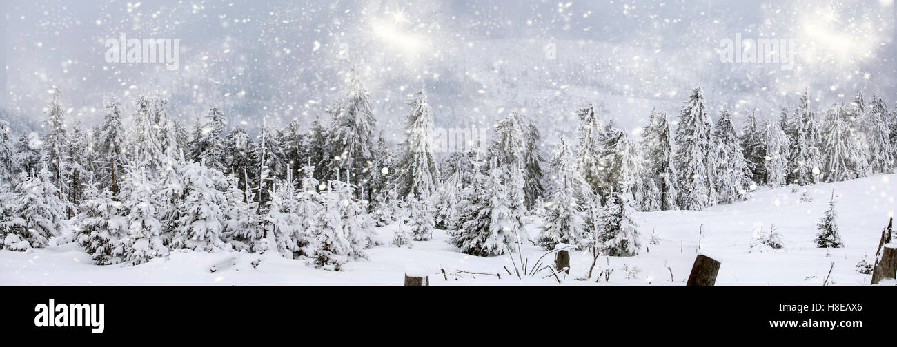 Snow covered pine forest in the mountains - panorama Stock Photo - Alamy