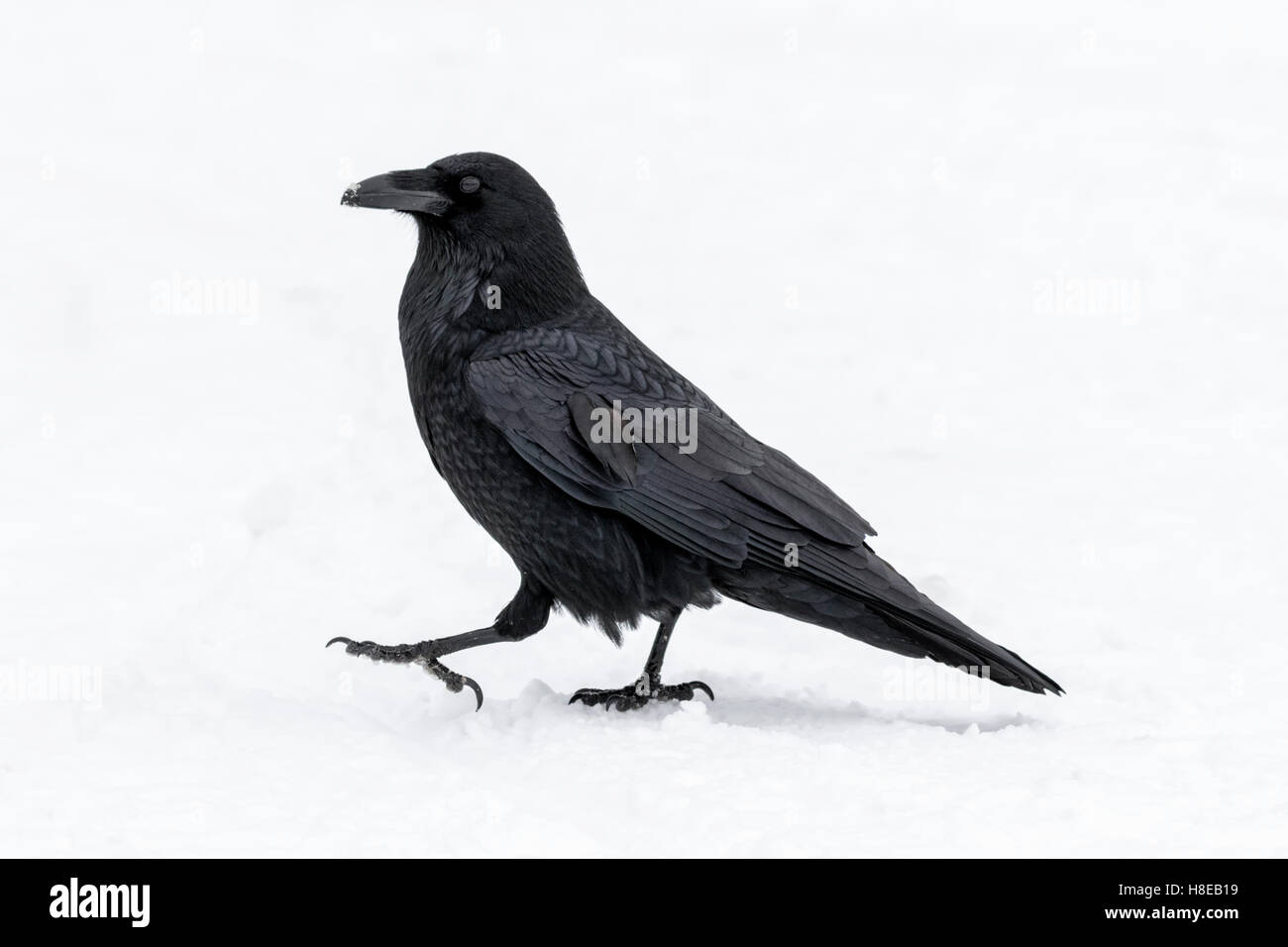 Raven in snow - Covus corax Stock Photo