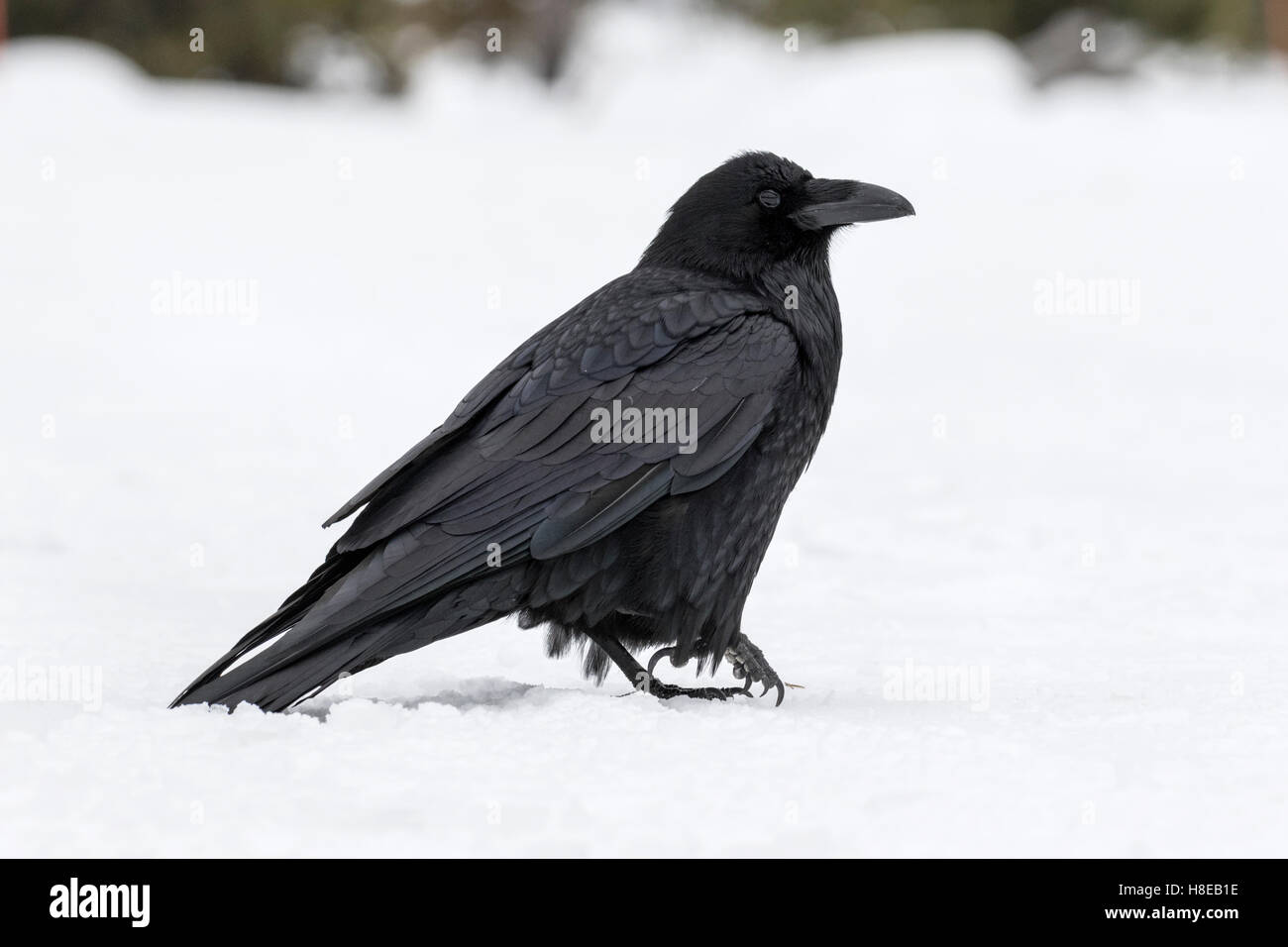 Raven in snow - Covus corax Stock Photo