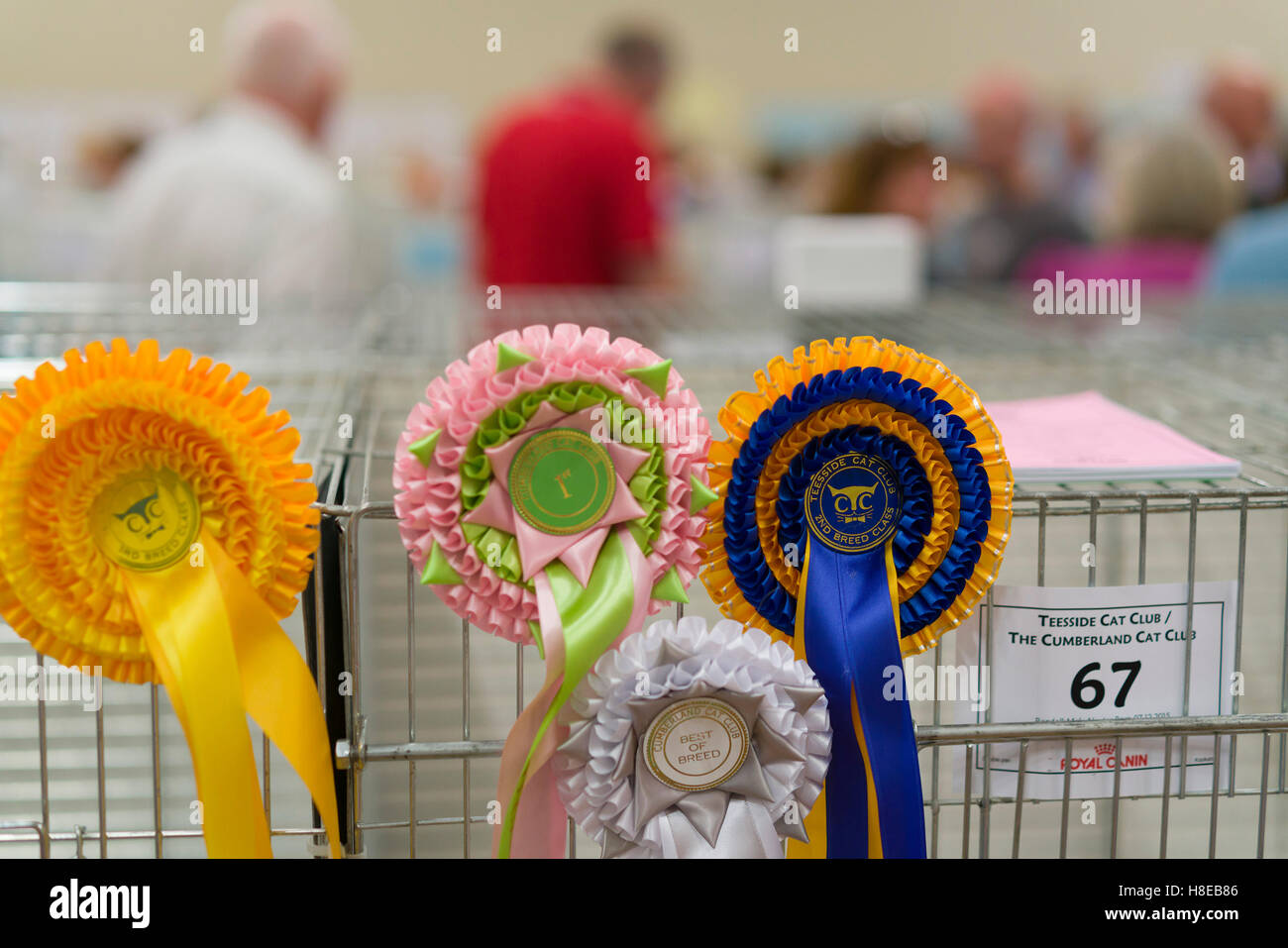 Barnard Castle - championship cat show in 2016. Rosettes. Stock Photo