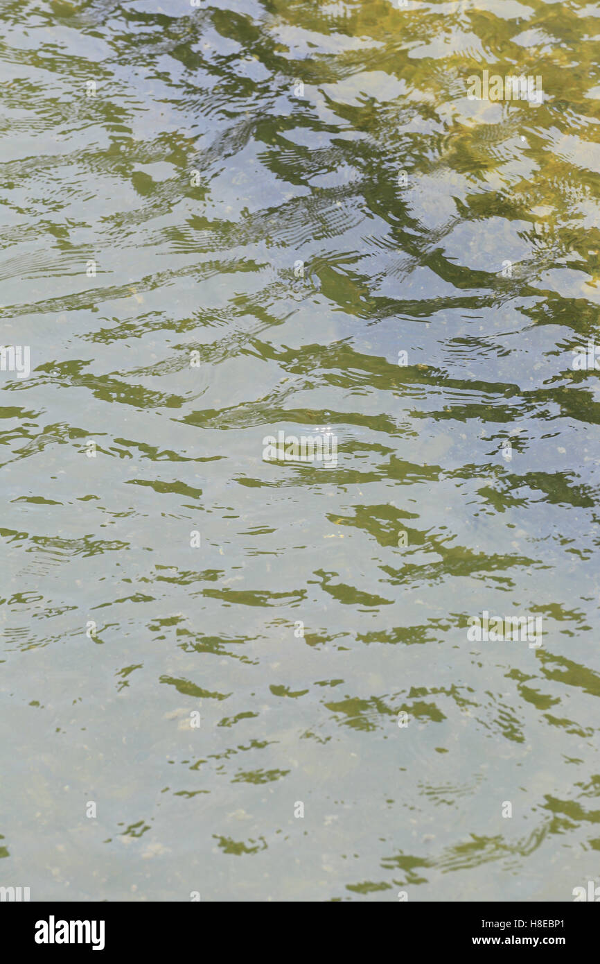 Abstract yellow water in pond for the design background Stock Photo - Alamy