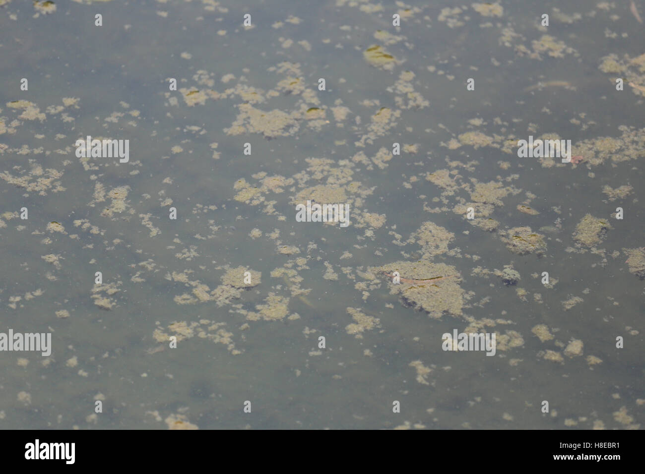 Abstract waste water in canal because waste discharge from industrial ...