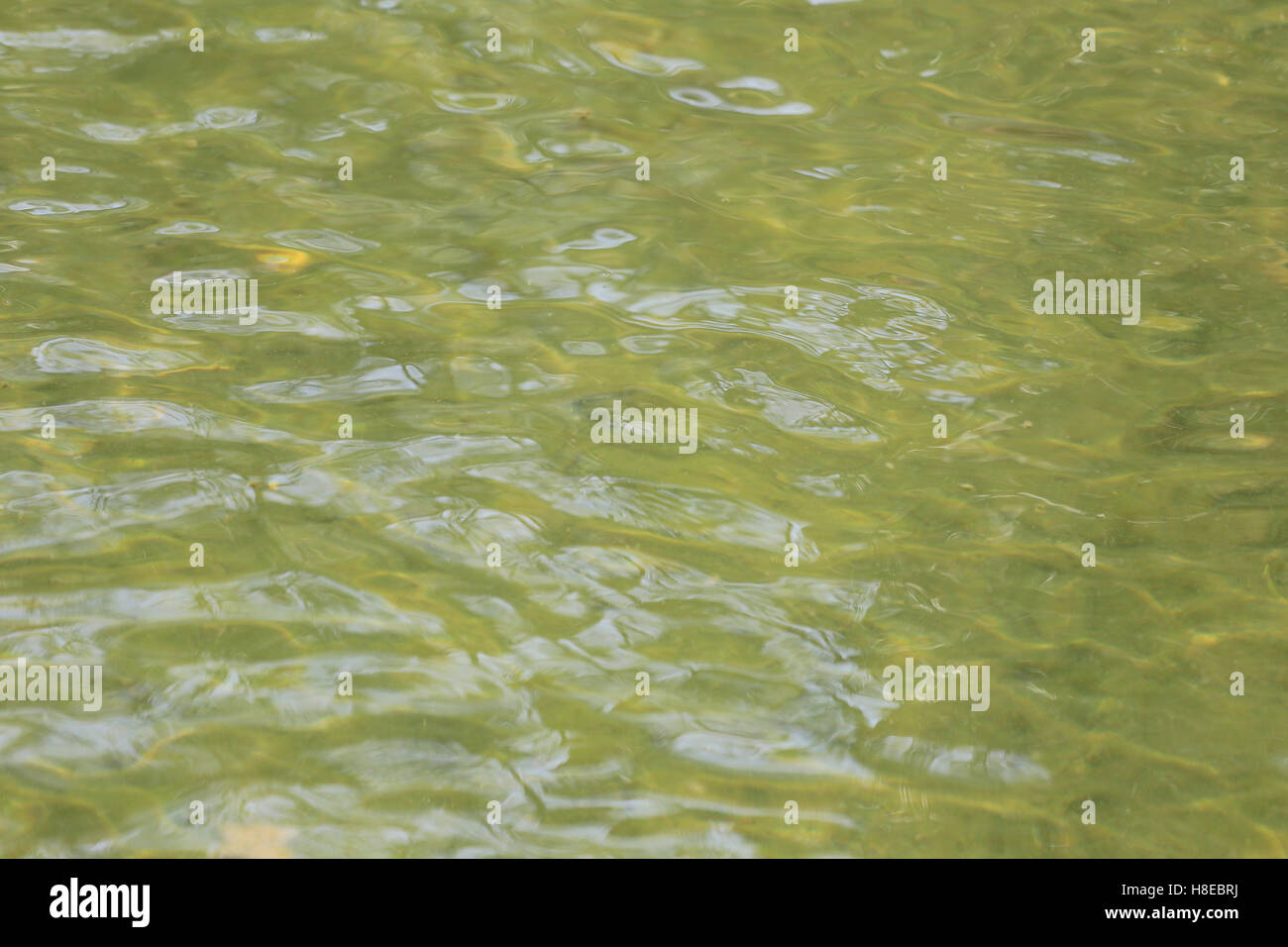 Abstract yellow water in pond for the design background Stock Photo - Alamy
