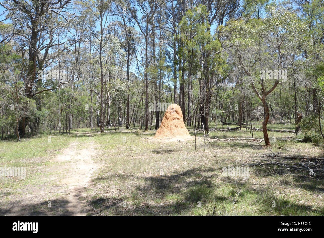 An Ant Nest beside a Walking Track in Bush Country, NSW Australia. Stock Photo
