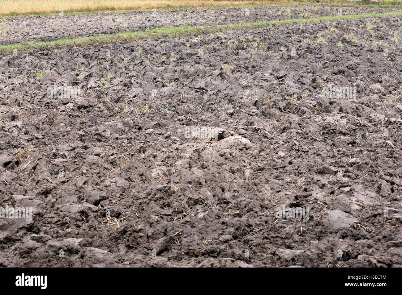 Agricultural land in rural areas and after plowing for rice plant Stock
