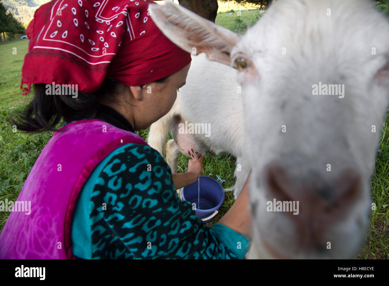 Kyrgyzstan - woman milking goat for daily milk -  Travel people Central Asia Stock Photo