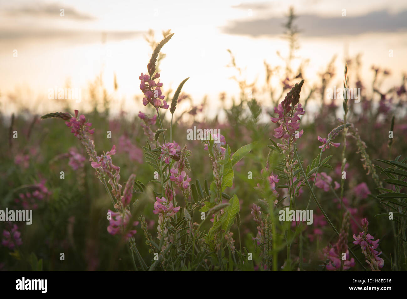 Kyrgyzstan - flowers close up by sunset  -  Travel people Central Asia Stock Photo