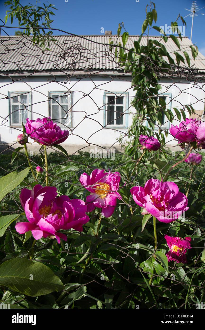Flora of central asia hi-res stock photography and images - Alamy