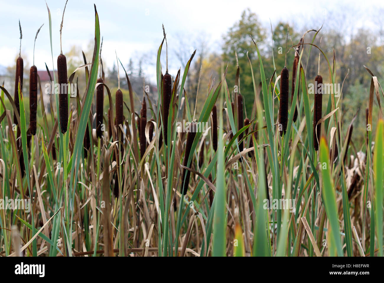 reed cane background Stock Photo Alamy