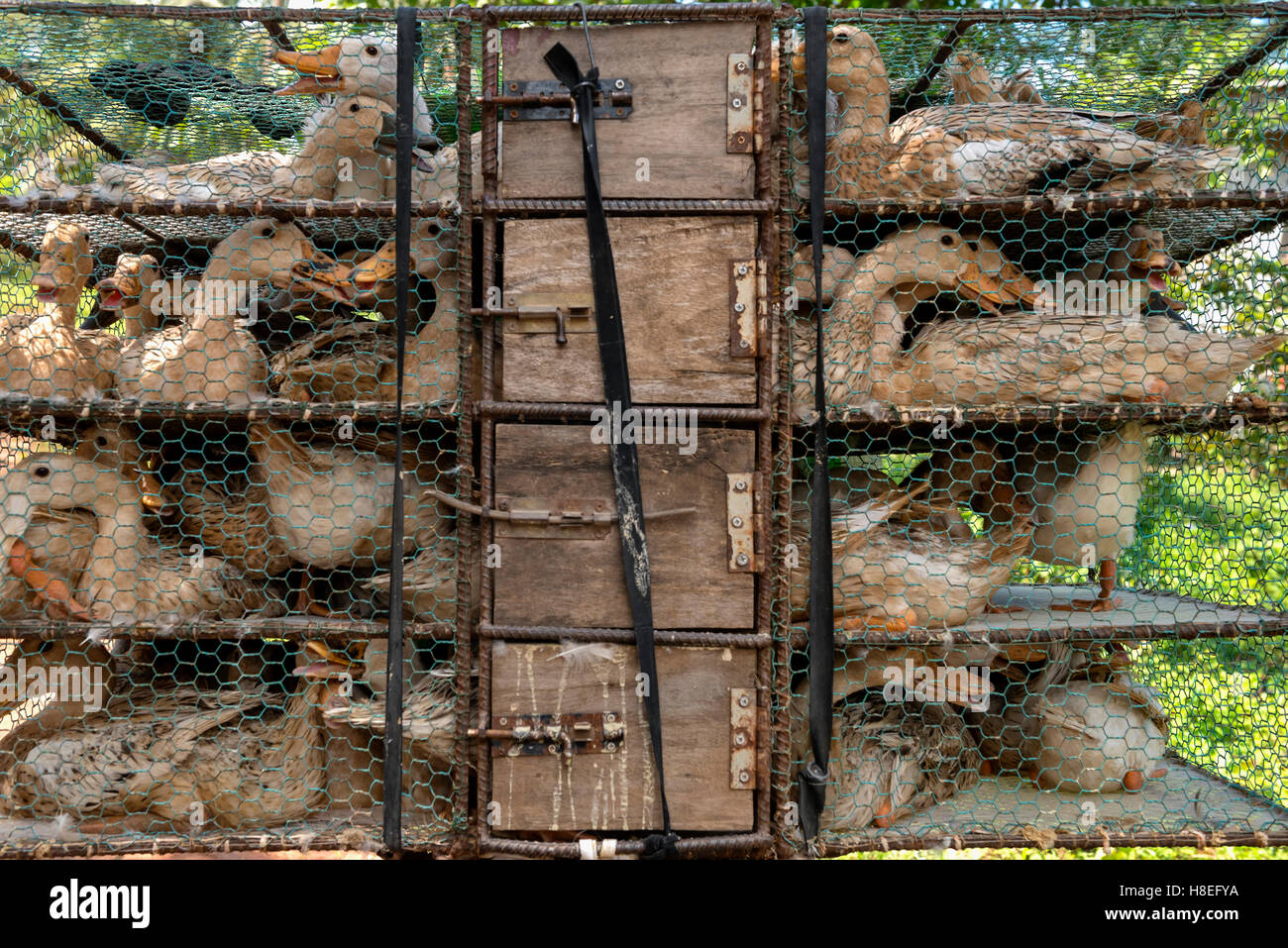 Ducks in transport cages Stock Photo Alamy