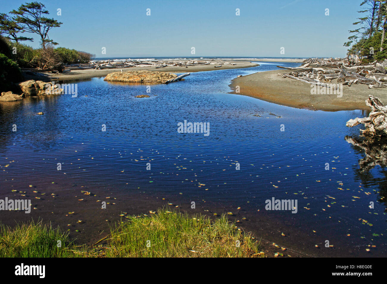 Driftwood Beach, Washington Stock Photo Alamy