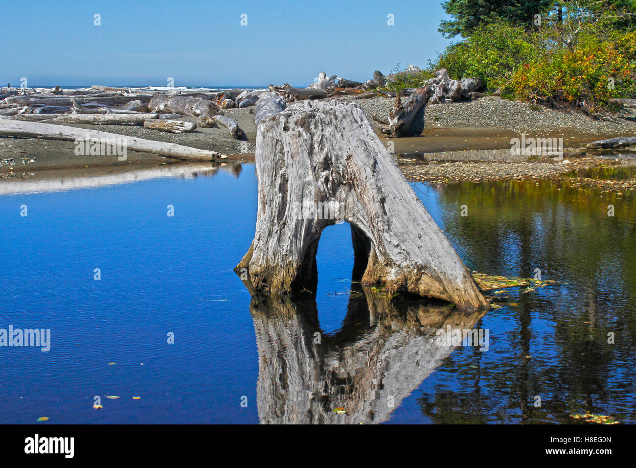 Driftwood Beach, Washington Stock Photo Alamy