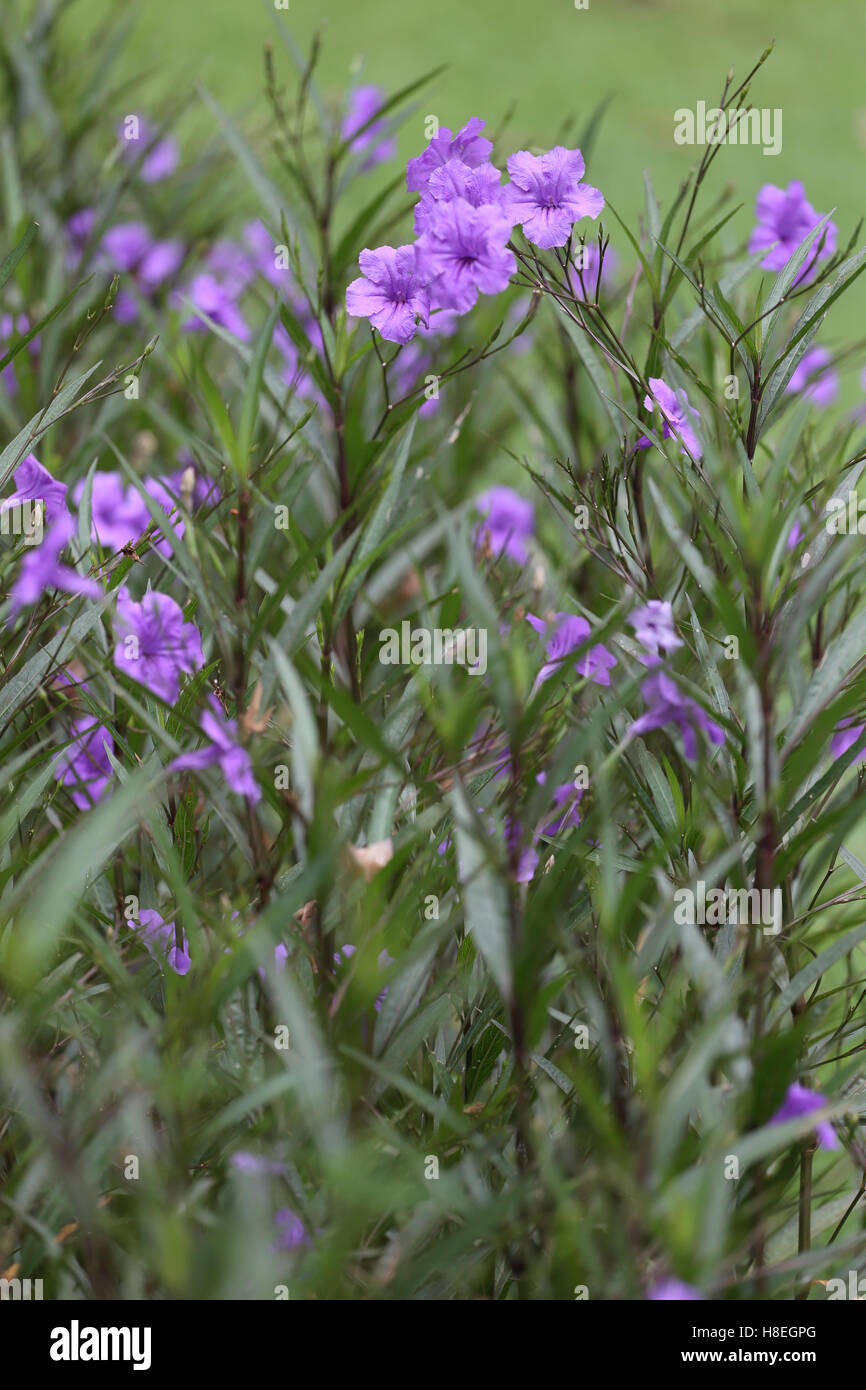 Beautiful of purple Ruellia tuberosa flower or popping pod bloom in public garden. Stock Photo