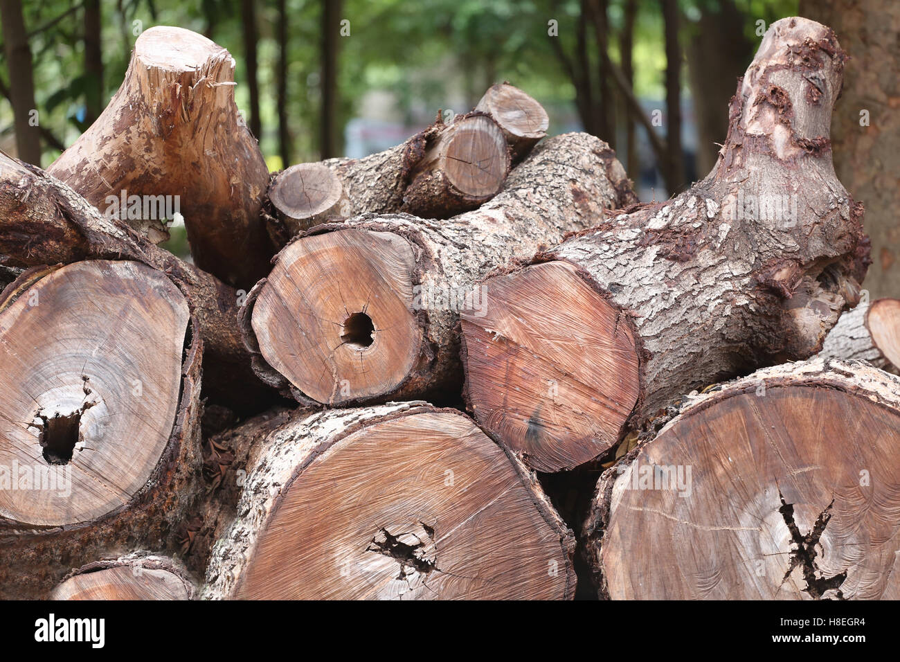 pile of timber is cut out into from forest in illegal loggers and environmental destruction. Stock Photo