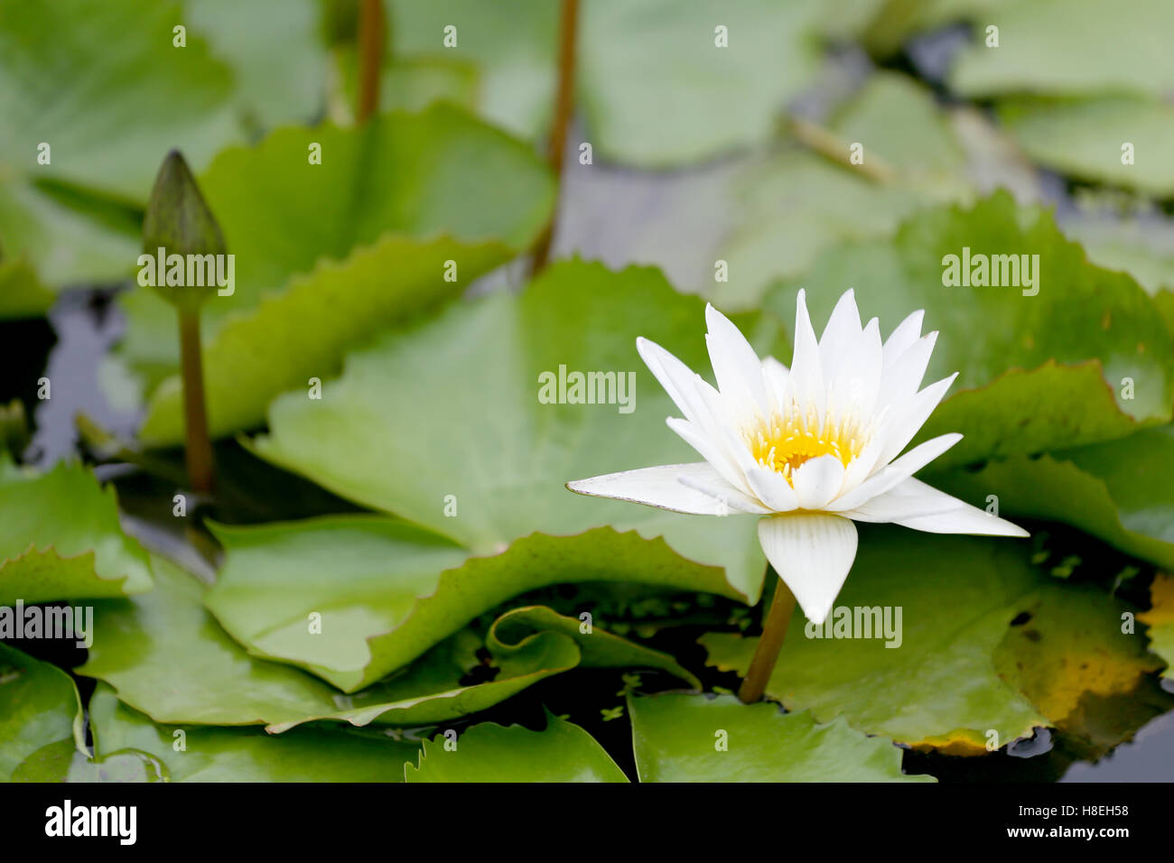 White Lotus flower bloom in pond,water lily in the public park and
