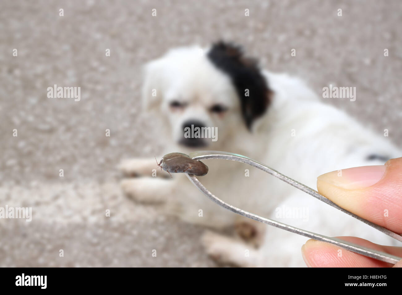 Big Ticks Of A Dogtweezers To Clamp A Big Tick Dog Stock Photo Alamy