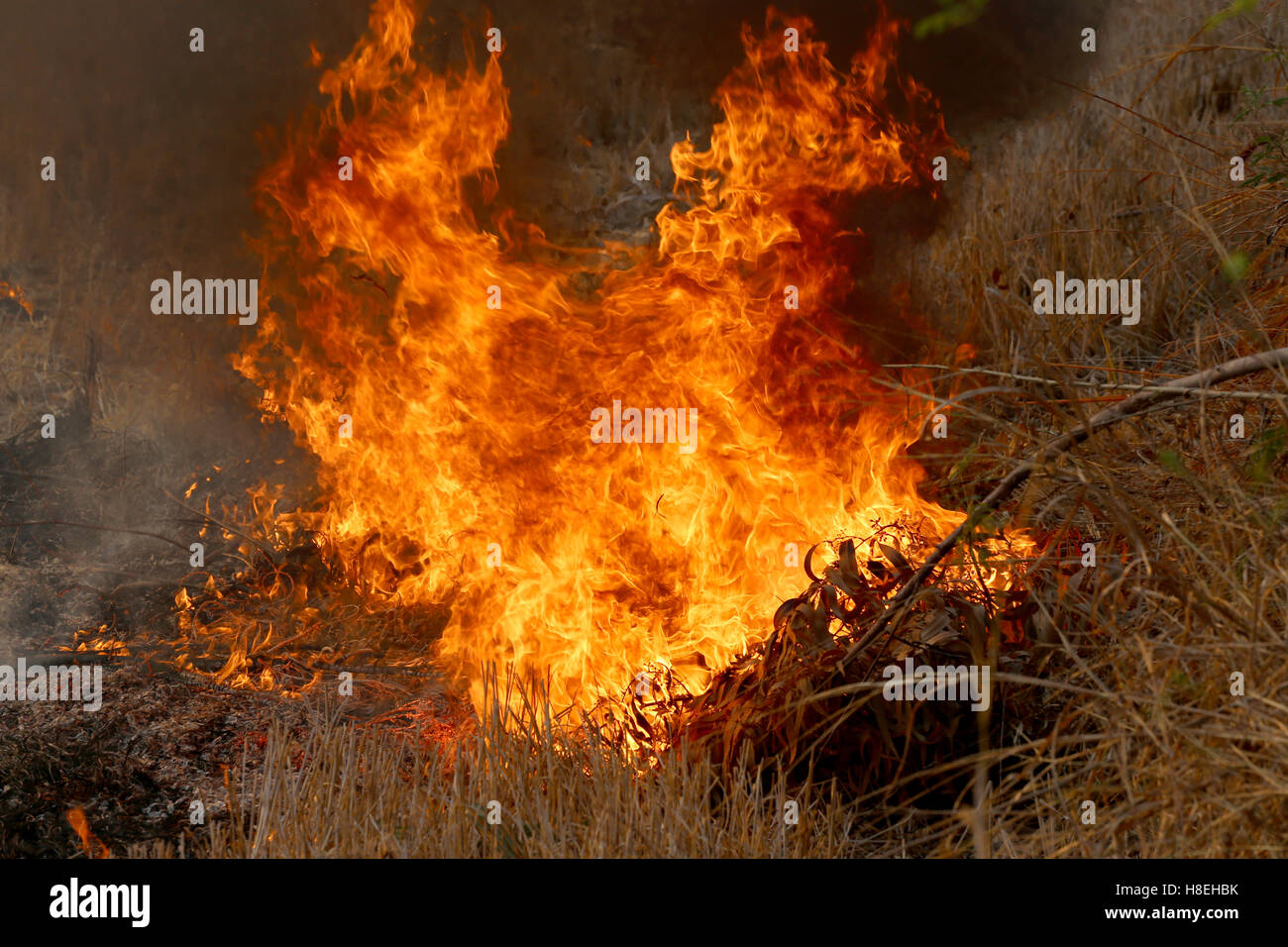 Summer wildfires burning in the Forest at rural area of Khon Kaen,Thailand due to the very hot weather. Stock Photo