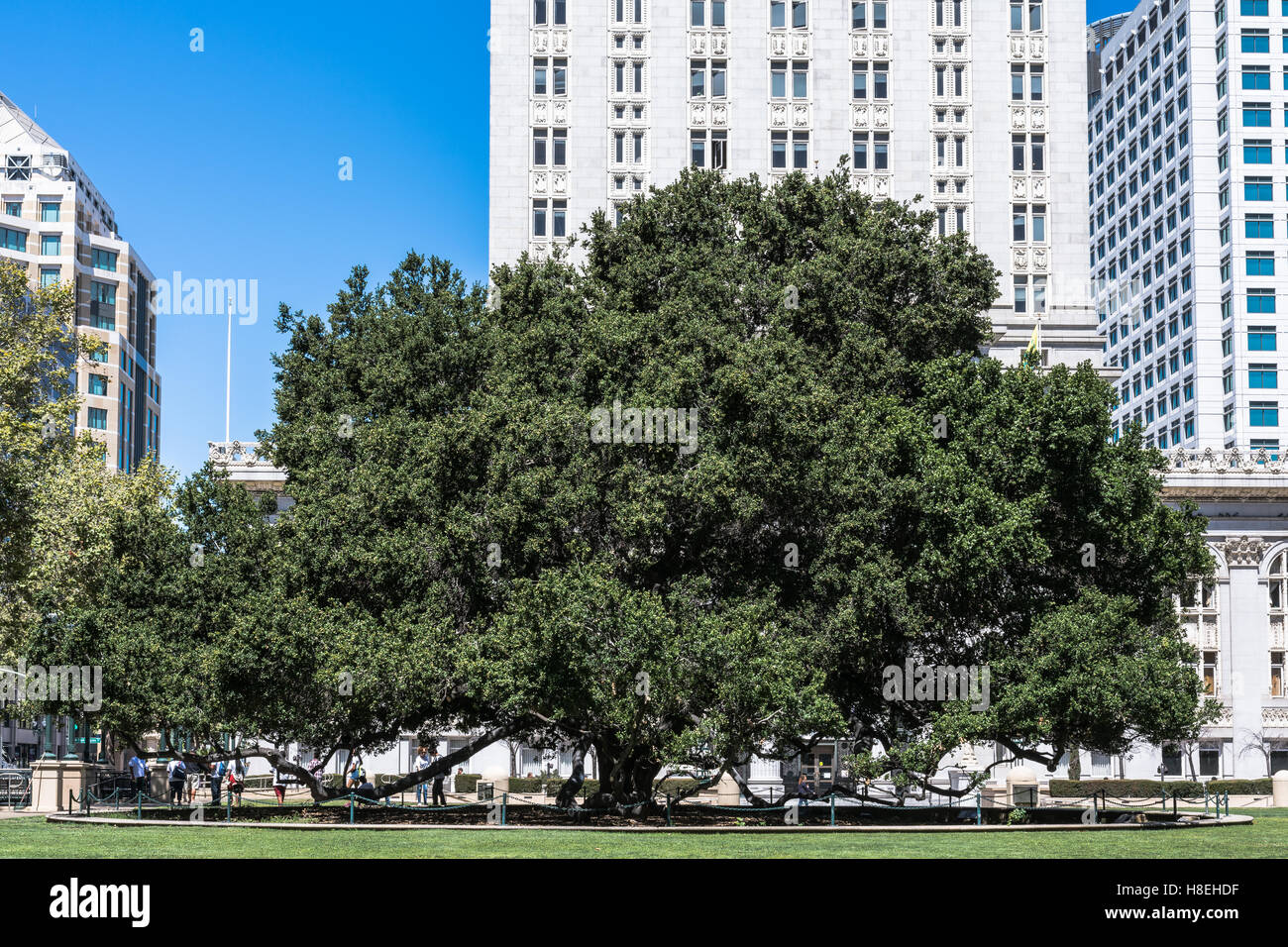 Big Oak tree in Oakland, California Stock Photo Alamy