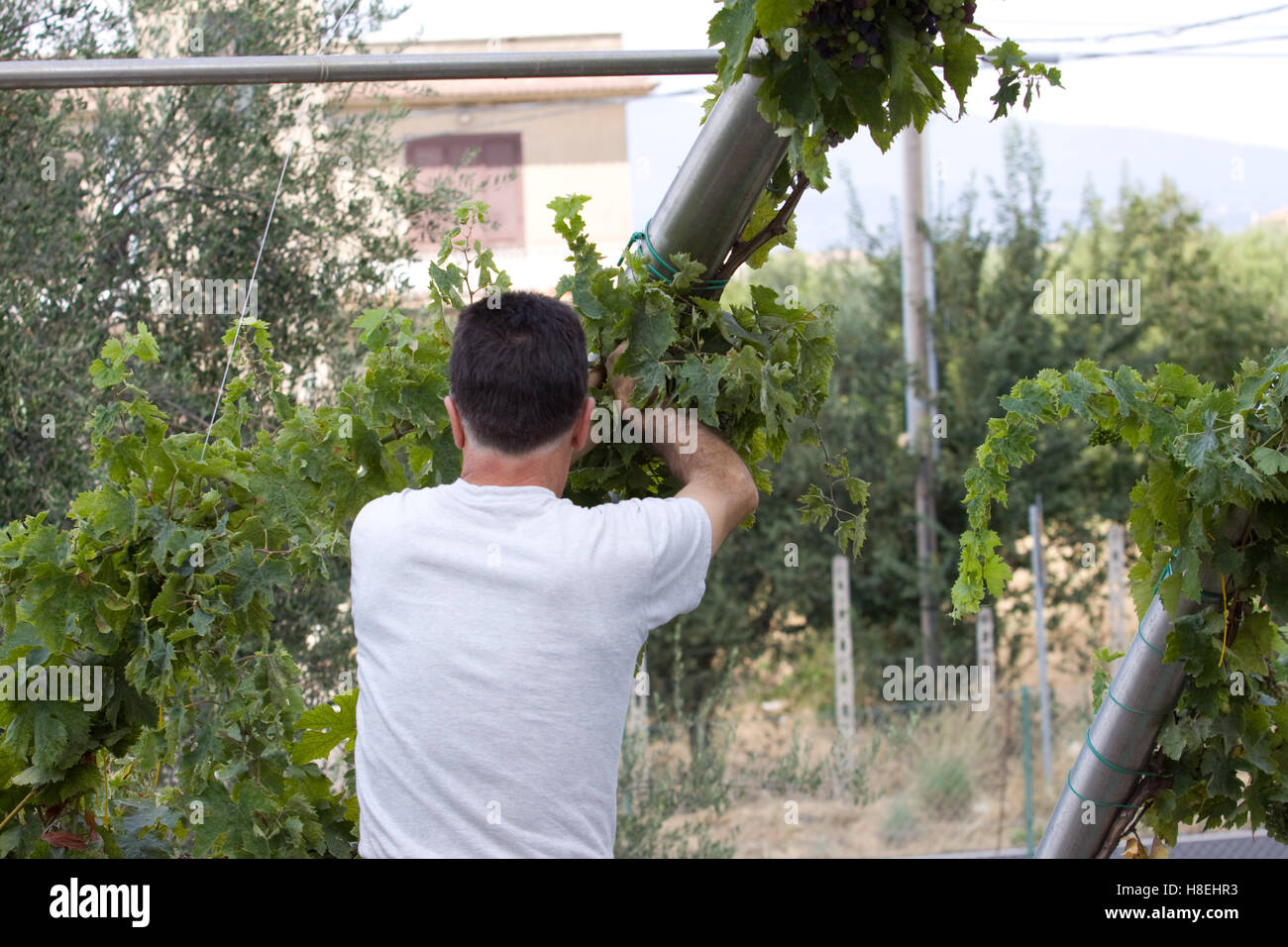 farmer giving pesticide Stock Photo - Alamy