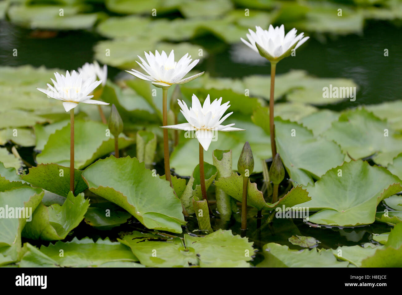 White Lotus flower bloom in pond,water lily in the public park and