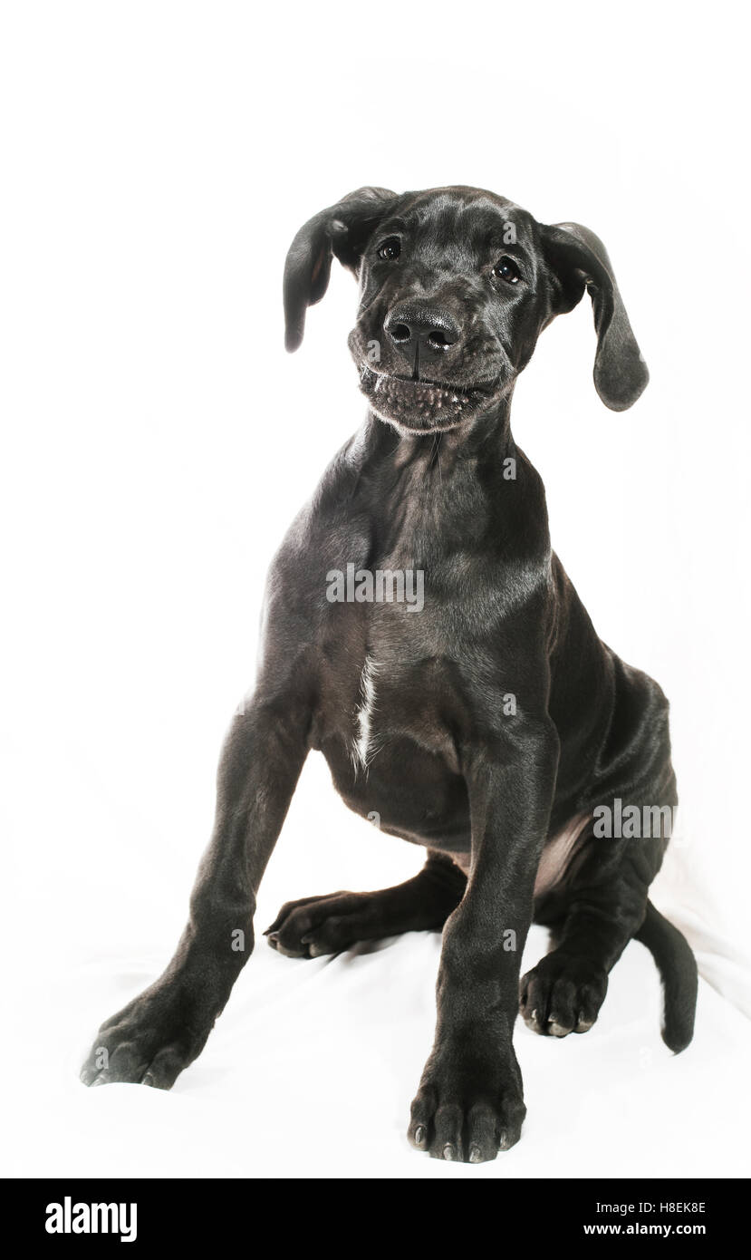 Black great Dane puppy on a white background with a smile Stock Photo
