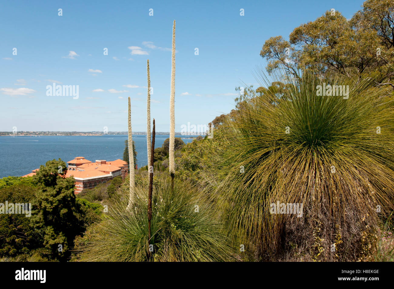 Black Boy Plants Perth Australia Stock Photo Alamy