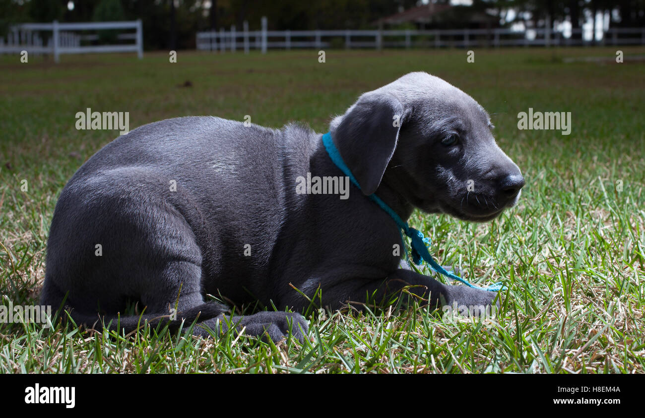 Grey great Dane puppy with a blue collar on the lawn Stock Photo Alamy