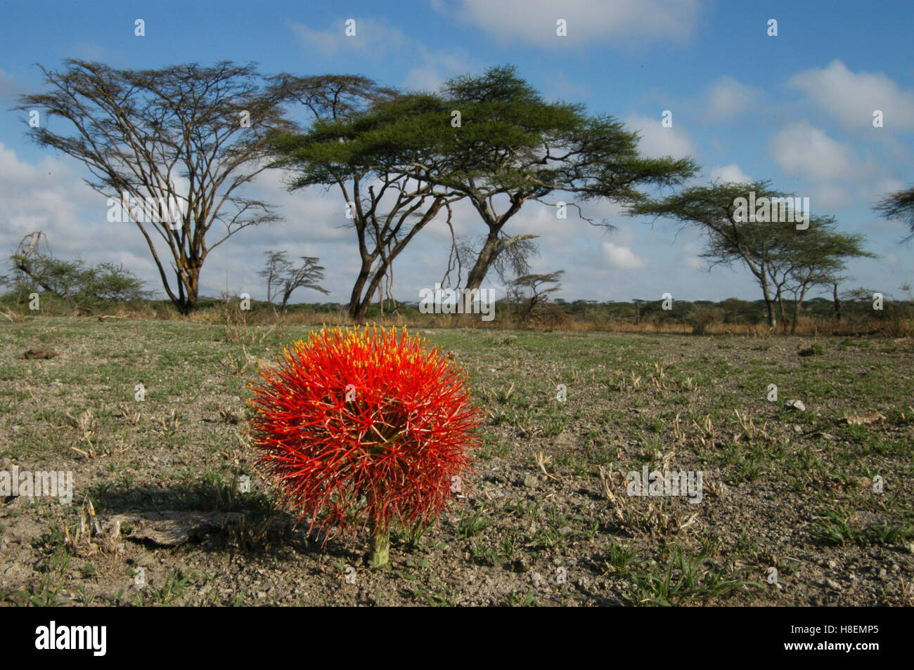 African blood lily (Scadoxus multiflorus), flowering in savanna habitat,   Ndutu, Ngorongoro, Tanzania Stock Photo