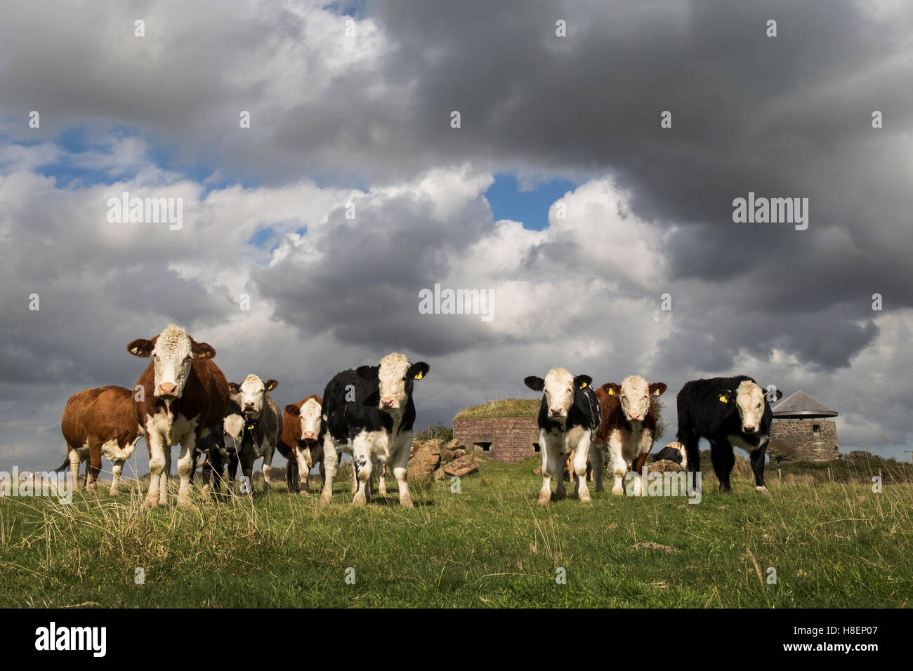 Hereford Cattle at Cornwall National Trust's Windmill Farm, Cornwall