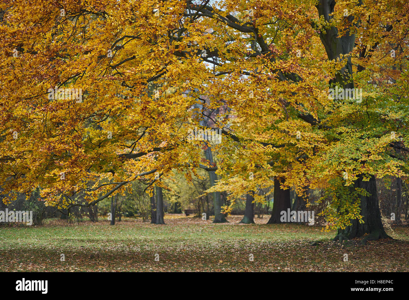Old beech tree trees turning yellow in autumn Fagus sylvatica Stock ...
