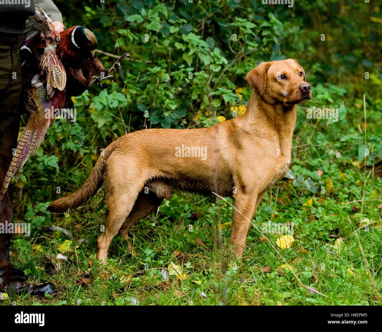 Yellow labrador retriever on shoot Stock Photo