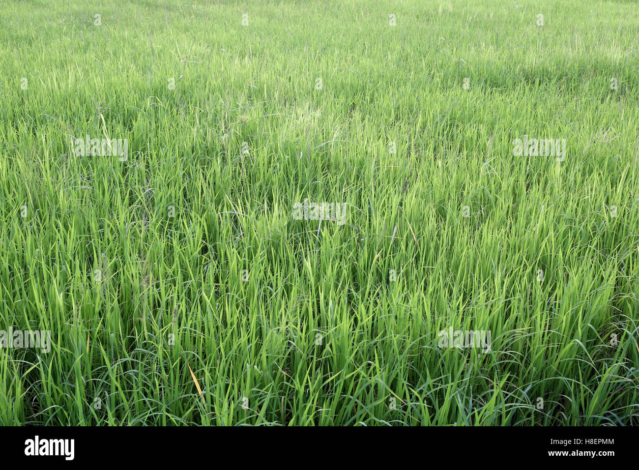 Bright green rice plant in farming area for design nature background ...