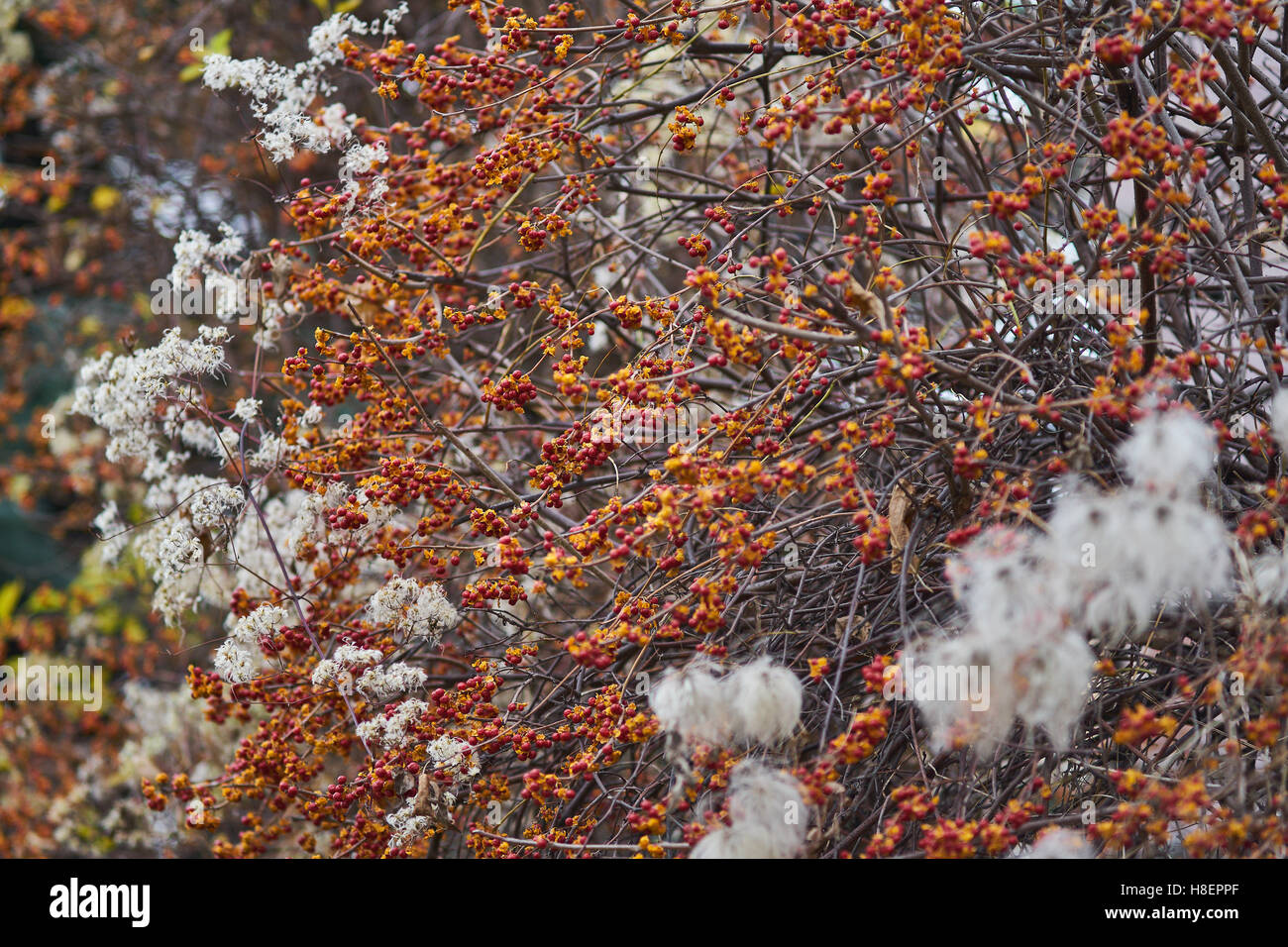 Staff vine tree bittersweet autumn berries Celastrus orbiculatus Stock Photo Alamy
