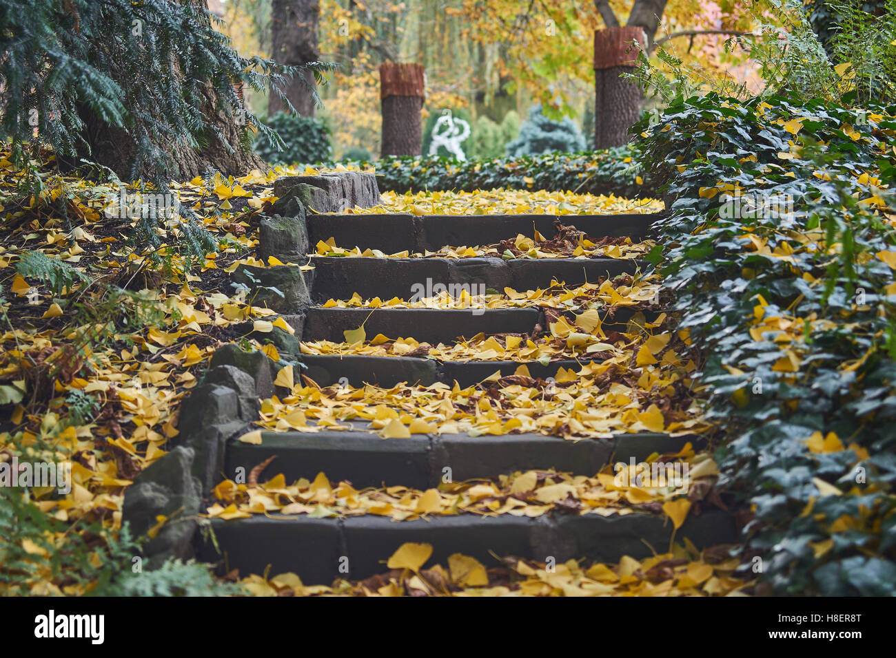 Stone staircase covered with fallen leaves lined by ivy Stock Photo