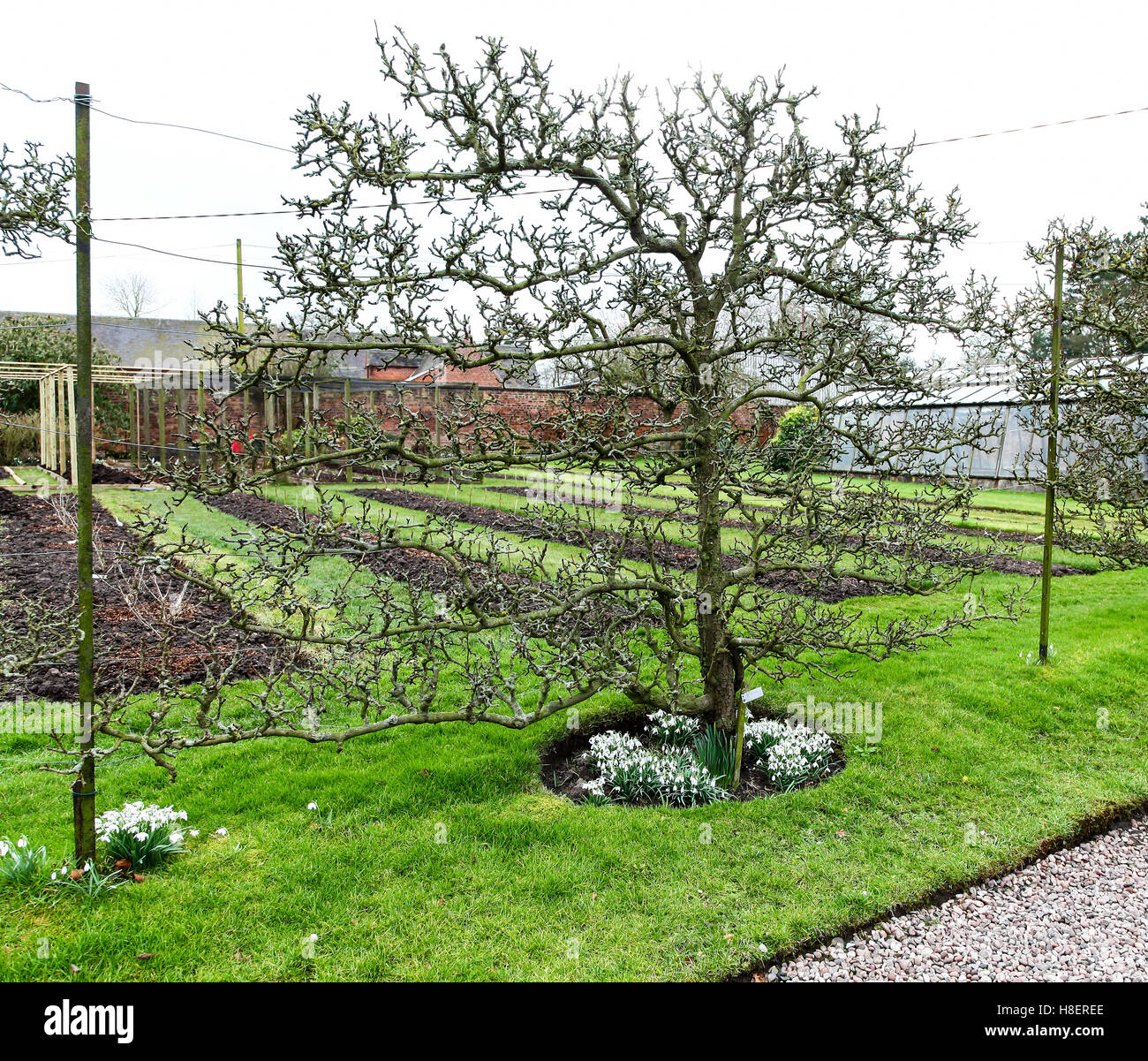 A Williams pear espalier tree (Pyrus communis) in the formal gardens