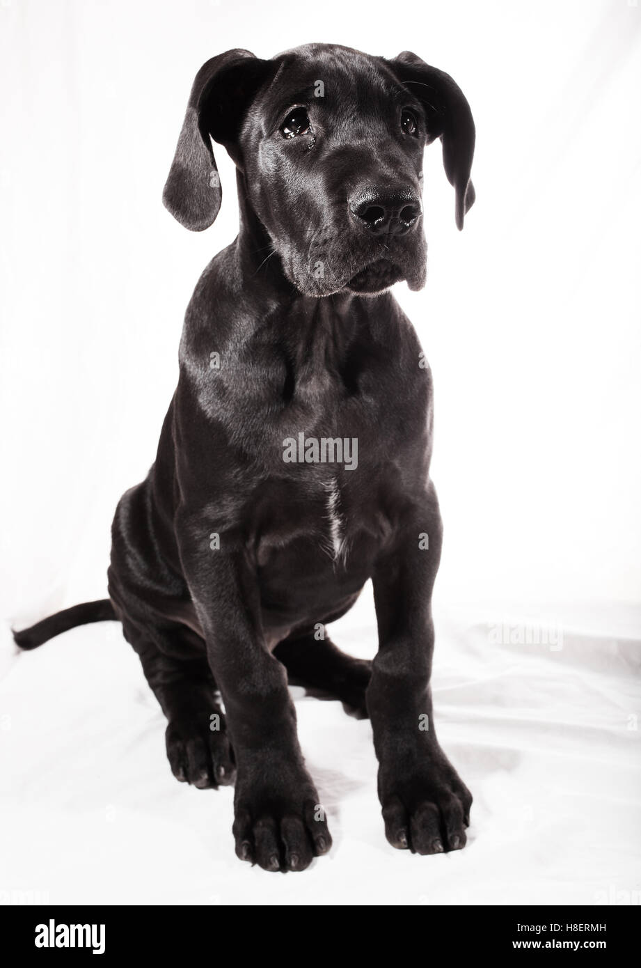 gray and black great dane