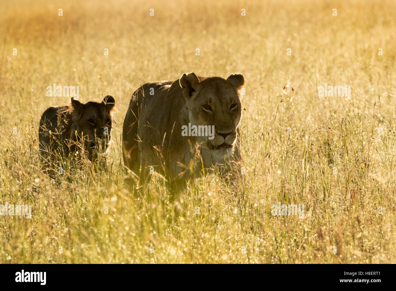 Lion Panthera Leo Adult Female And Cub Walking On Savanna At Sunrise Masai Mara Game Reserve