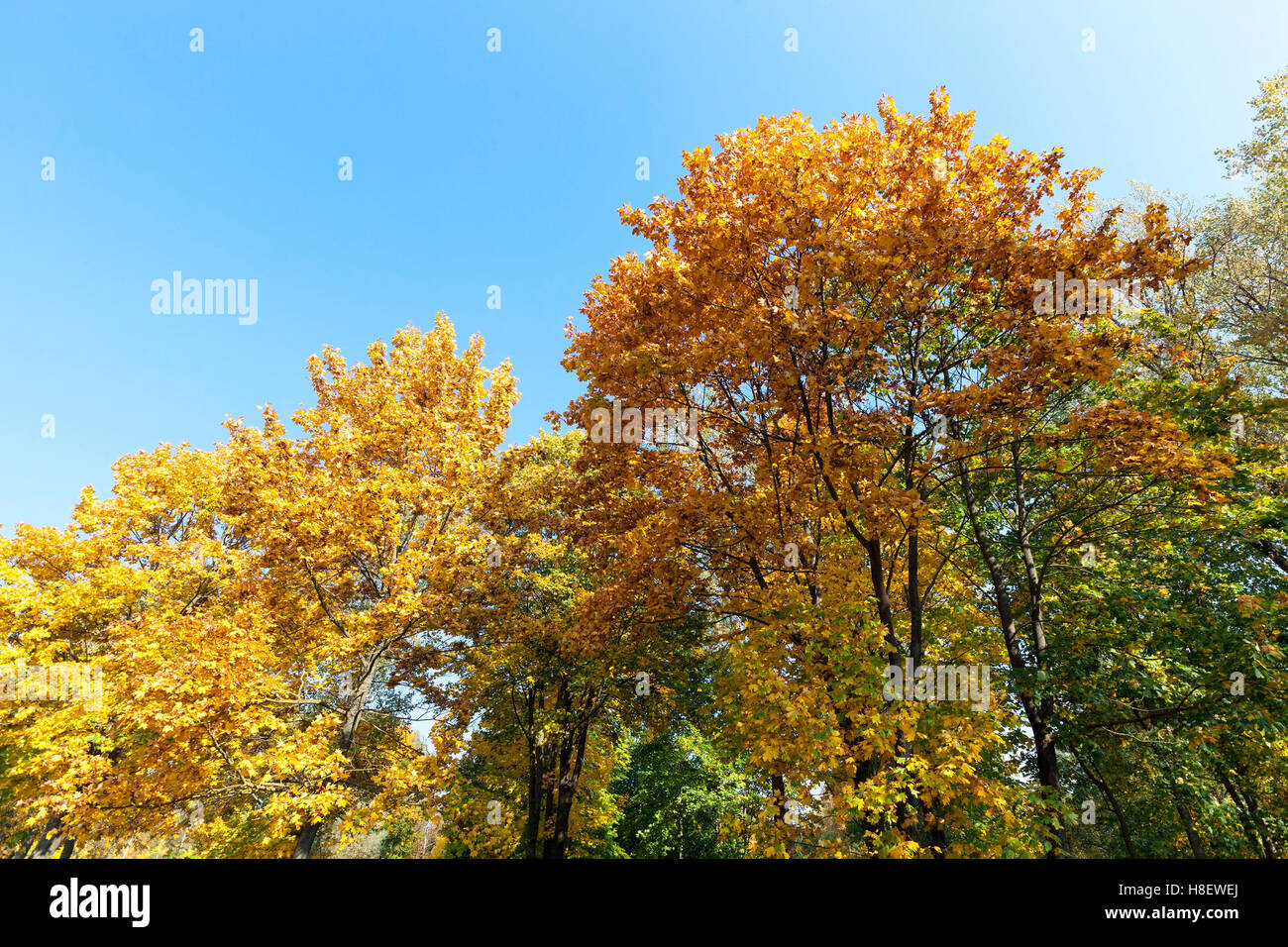 Maple Park in autumn Stock Photo - Alamy
