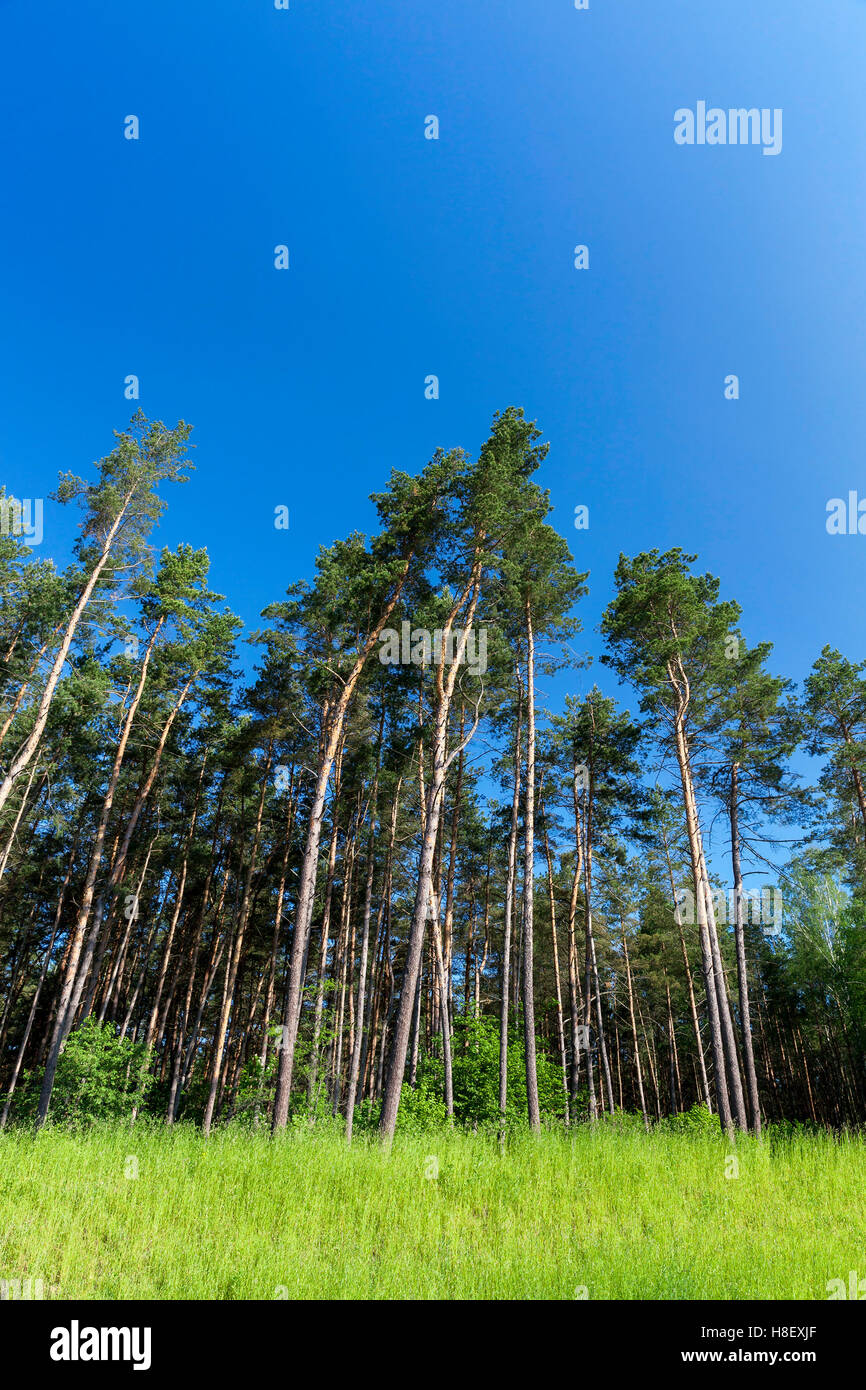 pine trees in the forest Stock Photo - Alamy