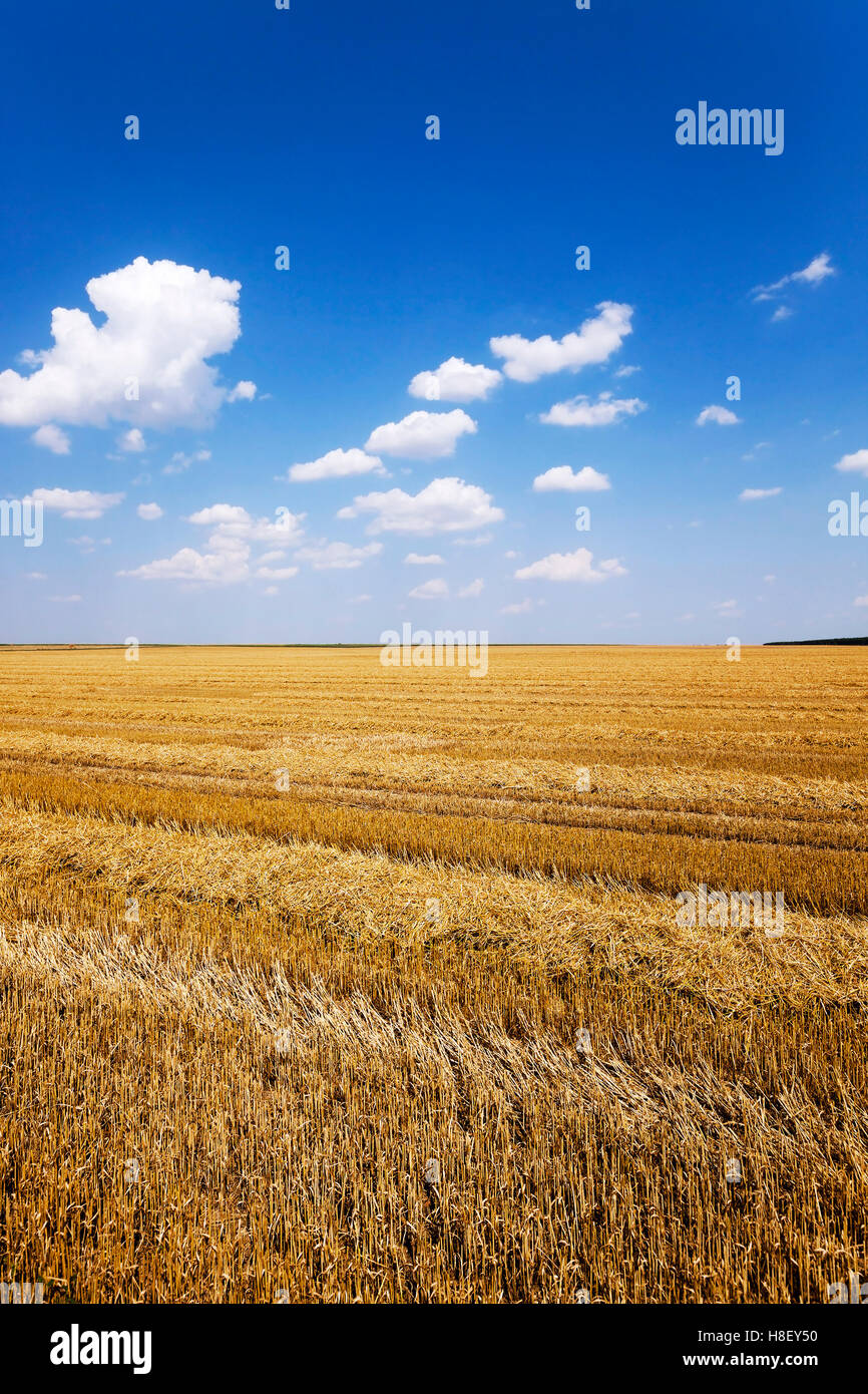 harvest of cereals Stock Photo - Alamy